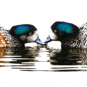 Chiloé Wigeon Screenprint by Lawrence Green