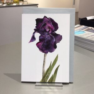 Purple Bearded Iris 2